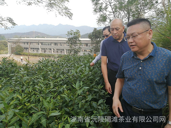 縣領導及省農業廳領導茬臨產業園區指導工作12
