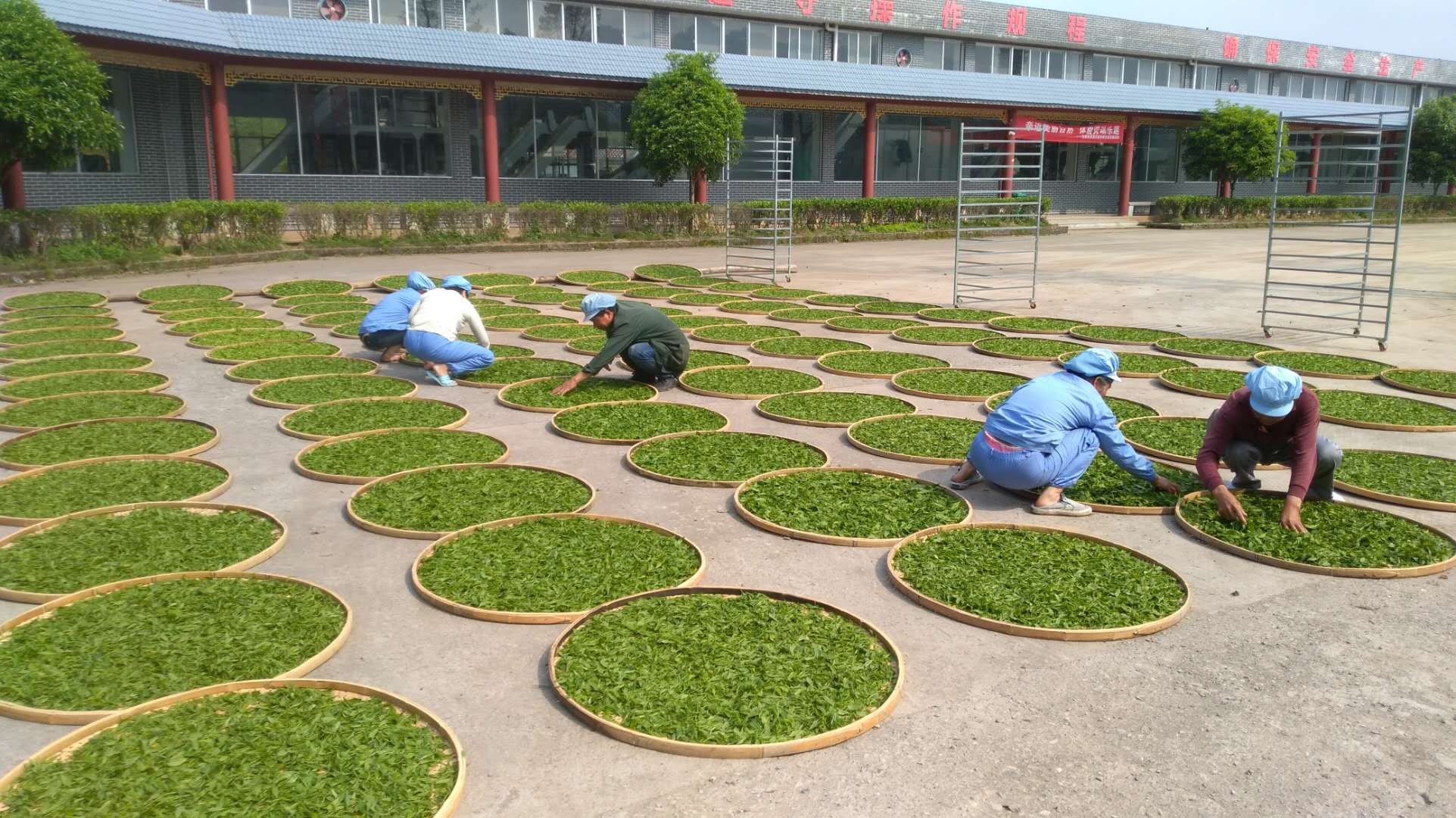 湖南省沅陵碣灘茶業(yè)有限公司,沅陵碣灘茶,茶葉加工銷售,茶文化傳播